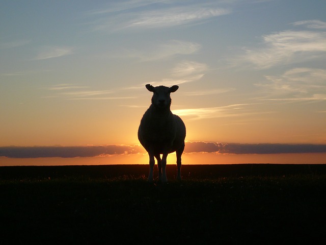 A picture of a sheep