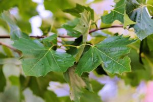 A picture of leaves on a tree